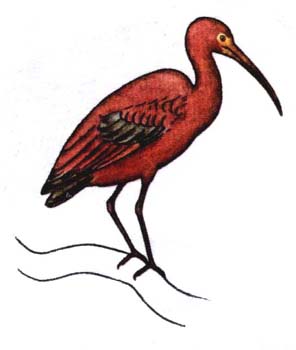 Ibis hnd